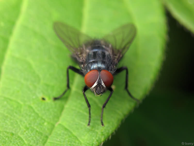 Muscidae